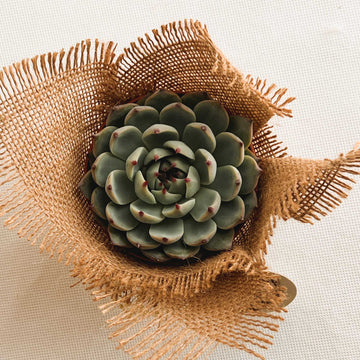 Nobile Succulent